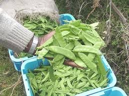 Snow pea packing